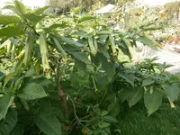 P9250481.webp