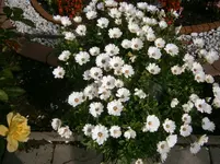 P9250485.webp