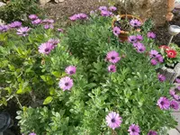 P9250486.webp