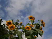 P9250487.webp