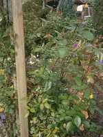 P9250501.webp