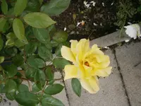 P9250502.webp
