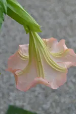 DSC_8050.webp