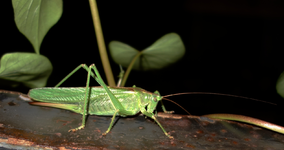 green (29).webp