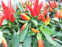 Bilda006.webp