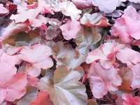 Bilda015.webp