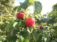 Bilda003.webp