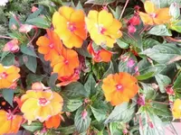 Bilda018.webp