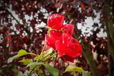 DSCF3439 (2).webp