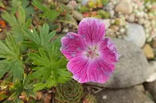 DSCF3424.webp