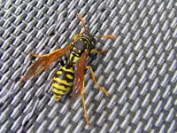 IMG_5050v - Copyv.webp