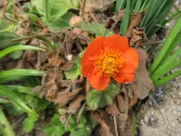 IMG_1537v.webp