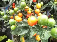 Bilda050.webp