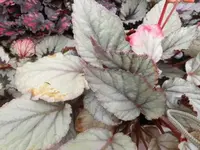 Bilda059.webp