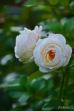 DSC_5658.webp