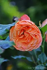 DSC_5662.webp