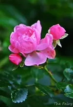 DSC_5663.webp
