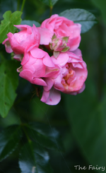 DSC_5665.webp