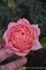 DSC_5668.webp