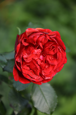 DSC_5669.webp