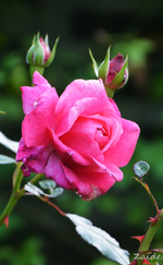 DSC_5675.webp