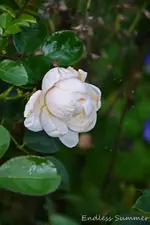 DSC_5676.webp