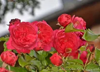 DSC_5678.webp