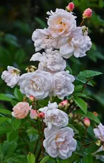 DSC_5679.webp