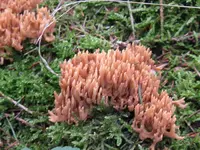 009_1024x768.webp