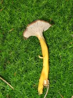 trompeten pfifferling_576x768.webp