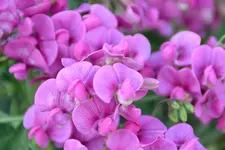 DSC_4088.webp