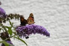 DSC_0012.webp