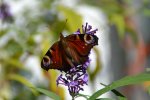 DSC_5519.jpg