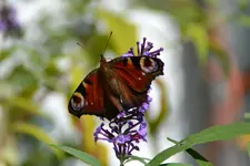 DSC_5519.webp