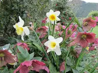 IMG_1524v - Copyv.webp