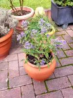 2015-09-26 Bartblume.webp