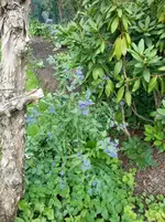 2015-09-26 Bartblume eingepflanzt.webp