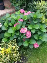 2015-09-26 Achims Hortensie.webp