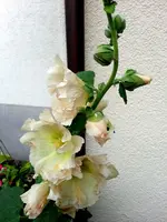 2015-09-26   Alcea Findelkind.webp