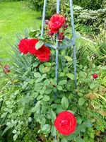 2015-09-26    Rose Pyramide.webp