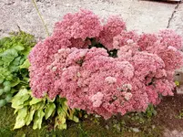 2015-09-26 Fetthenne eingepflanzt.webp