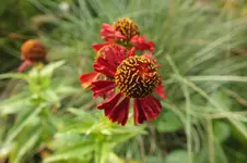 DSCF3428.webp