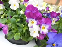 Bilda046.webp