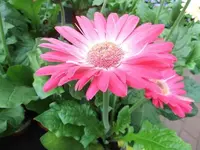 Bilda066.webp