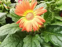 Bilda067.webp
