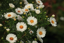 Herbstaster_weiss_grün_2_Detail_900.webp