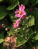 japanische Herbstanemone_pink_grün_still life2_700.JPG
