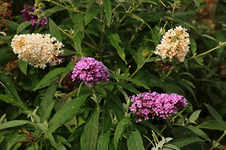 Sommerflieder_weiss_lila_grün_800.webp