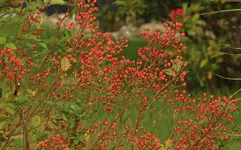 Wildrose_rosa multiflora_Hagebutten2_1600.jpg