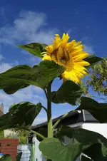 _DSC9410.webp